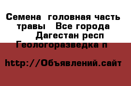 Семена (головная часть))) травы - Все города  »    . Дагестан респ.,Геологоразведка п.